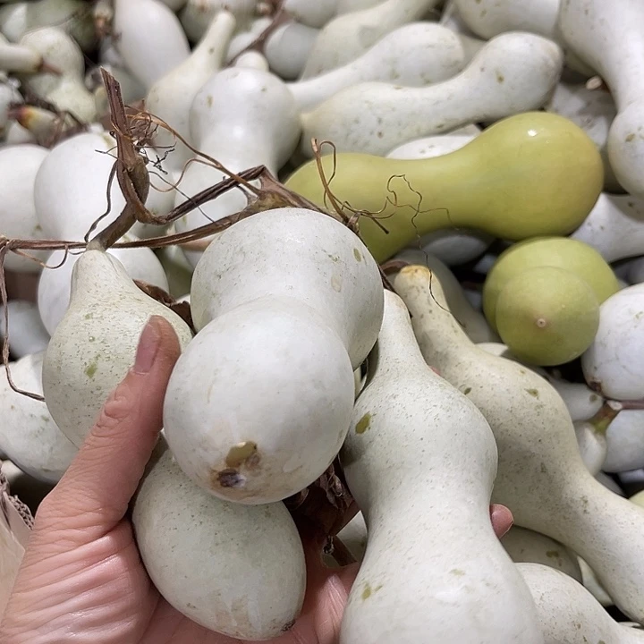 大果紫檀（缅甸花梨）老*