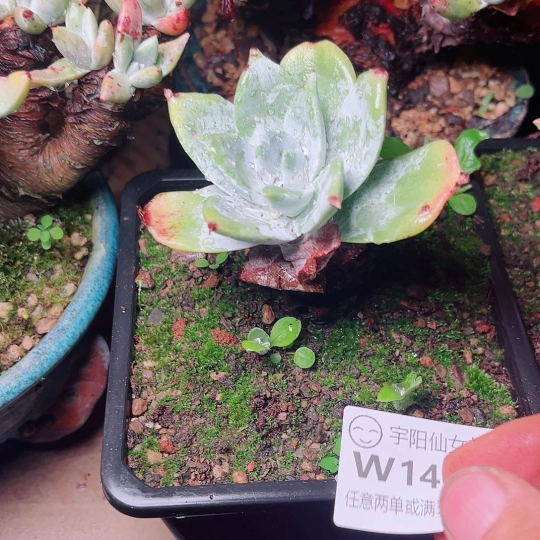 1404牡丹苹果叶多肉