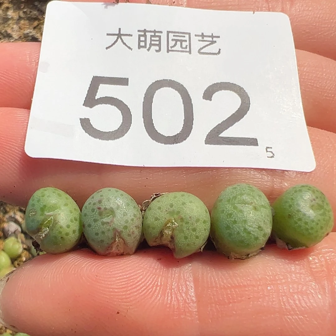 0000量拍CR1343小黄，瓜斑马，10颗小型，体