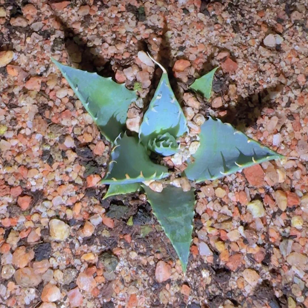 块根植物块根植物