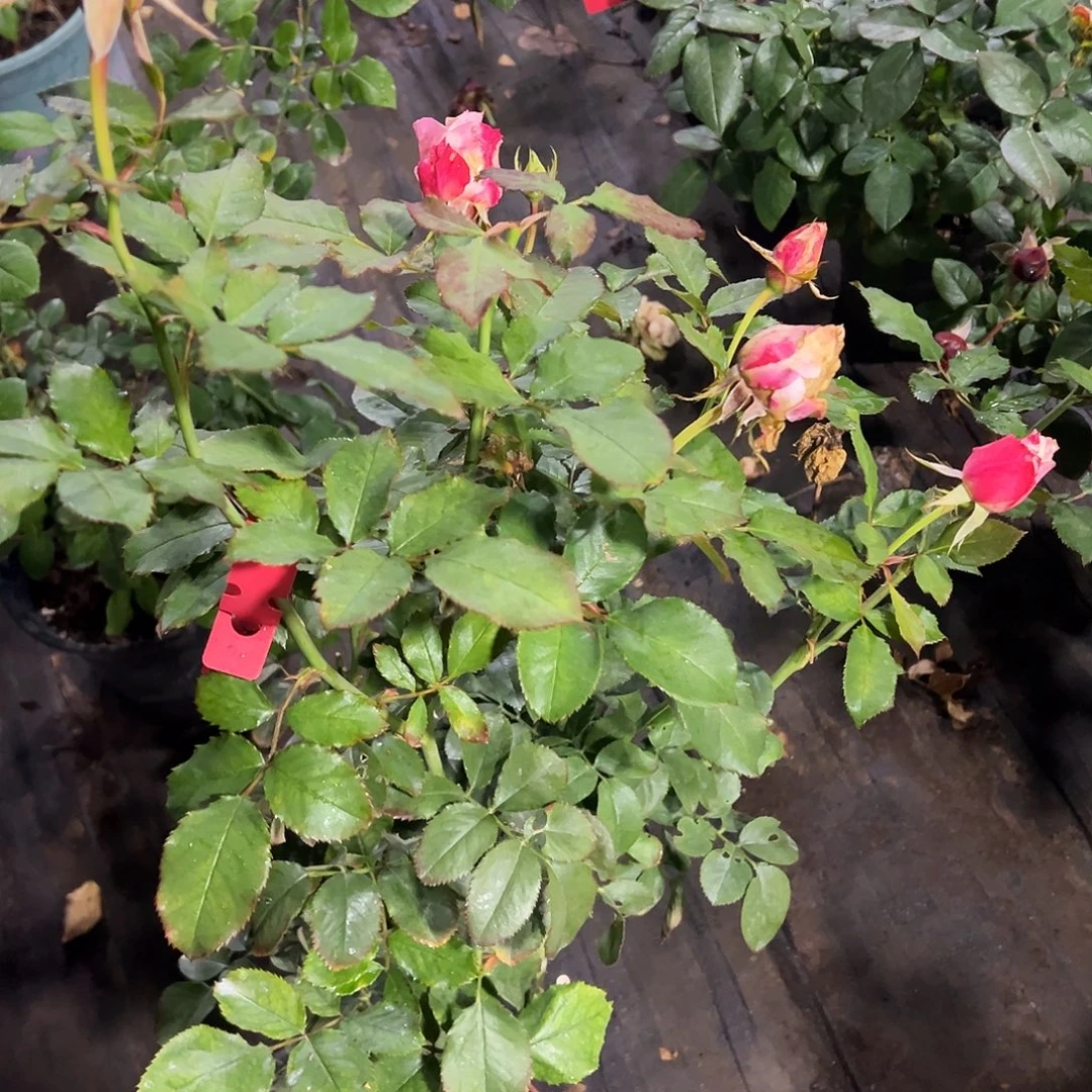 无花朵一物一拍202号