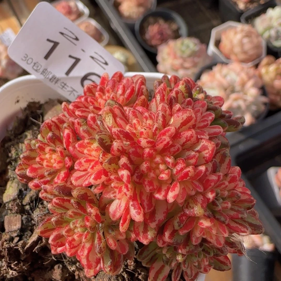 小人祭锦一颗脱土发货