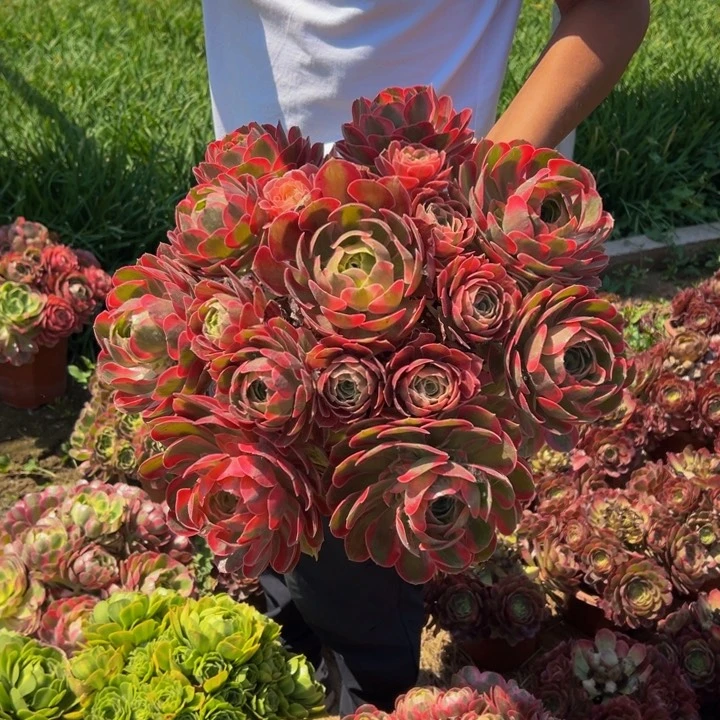 38.8粉女郎一棵包邮