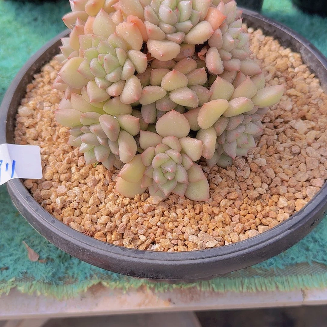 2911黄金象牙多肉植物