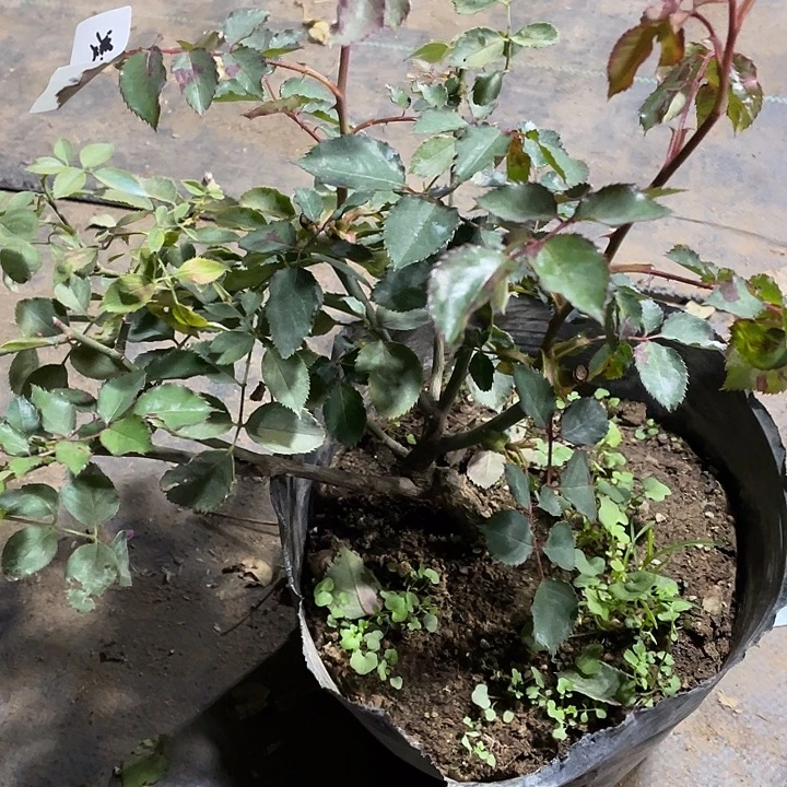 当前无花朵，栽培后可花朵凝脂