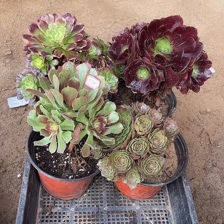 774多肉植物组合，