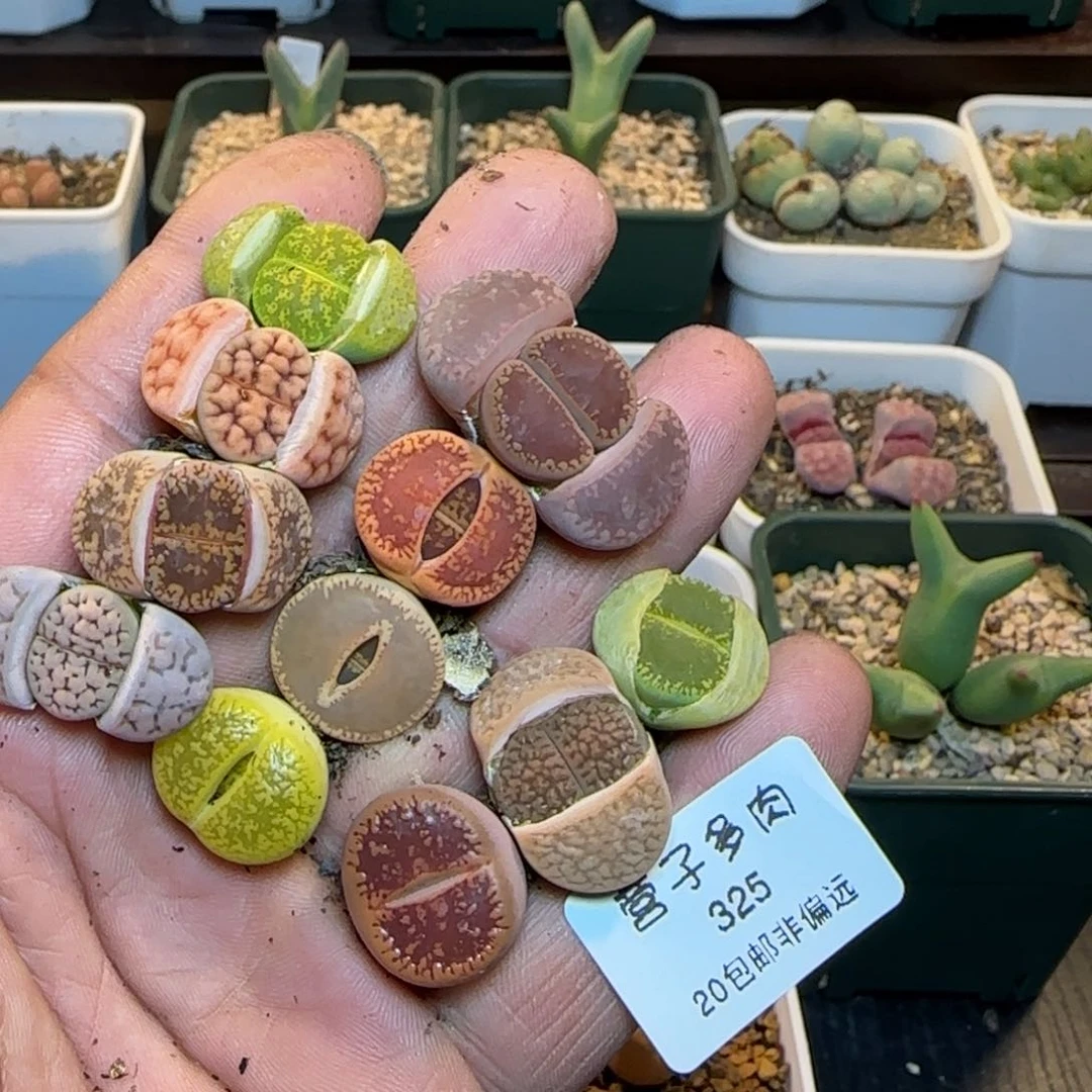 富**?                   325