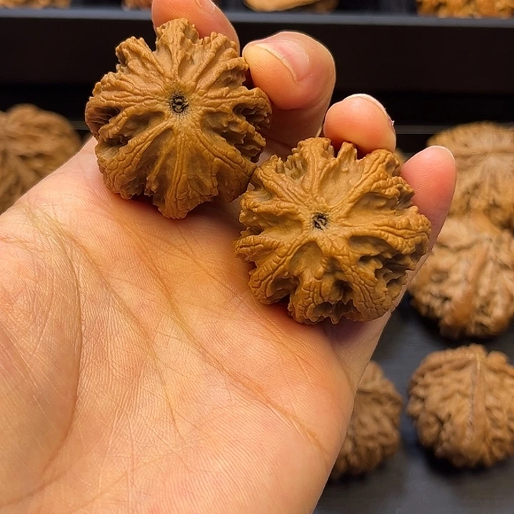 核桃秦岭突突突突突突突36