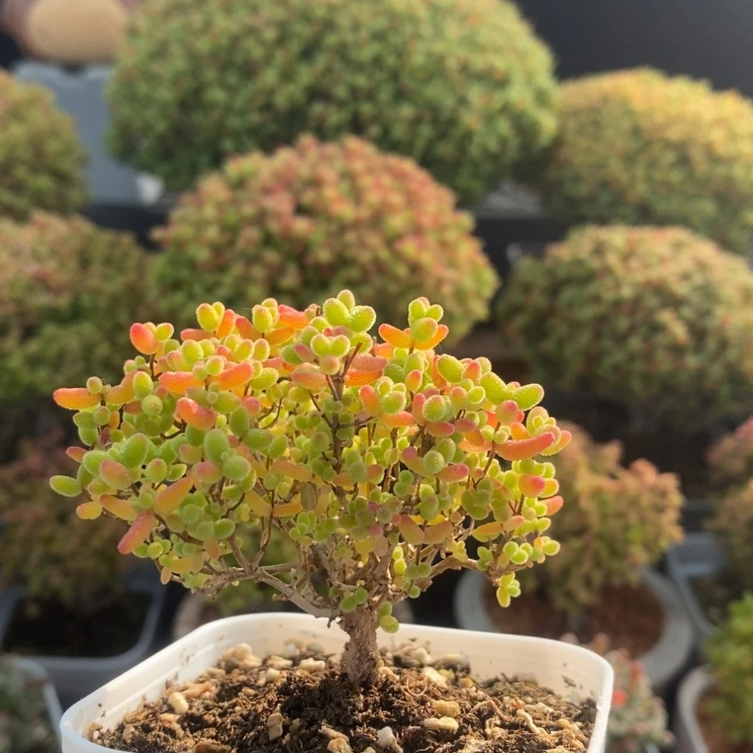 蜜橘糖球2275枝干番杏