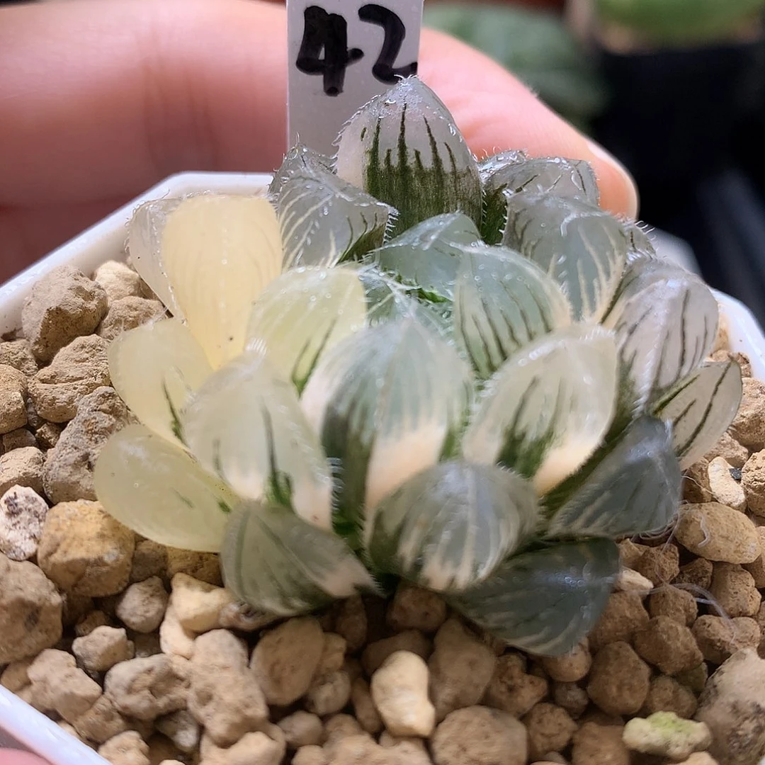 蓝镜玉露锦带盆土发货