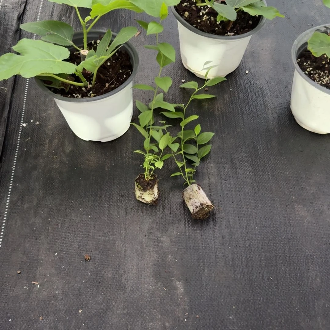 格莱斯双色盆，送苔藓25两颗