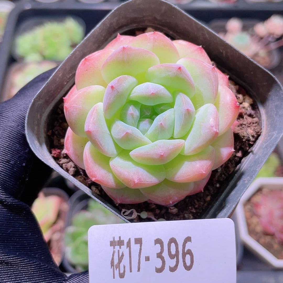 花利美17-396白桃汽水