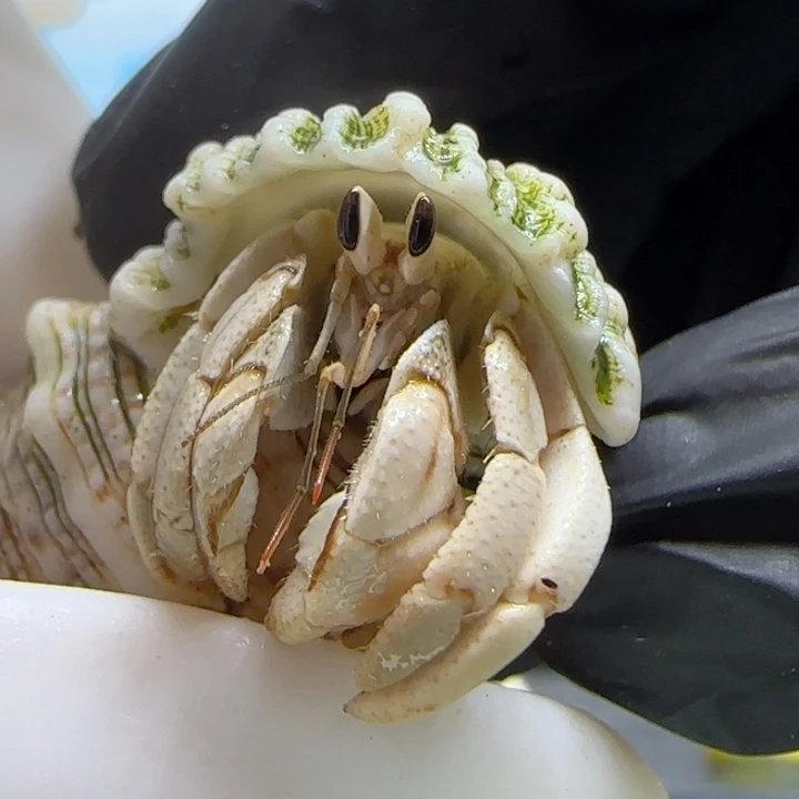 A185浅色 紫陆豆1.1cm口径