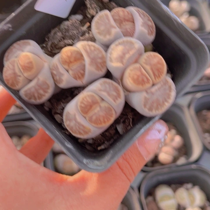 19号000000000000000