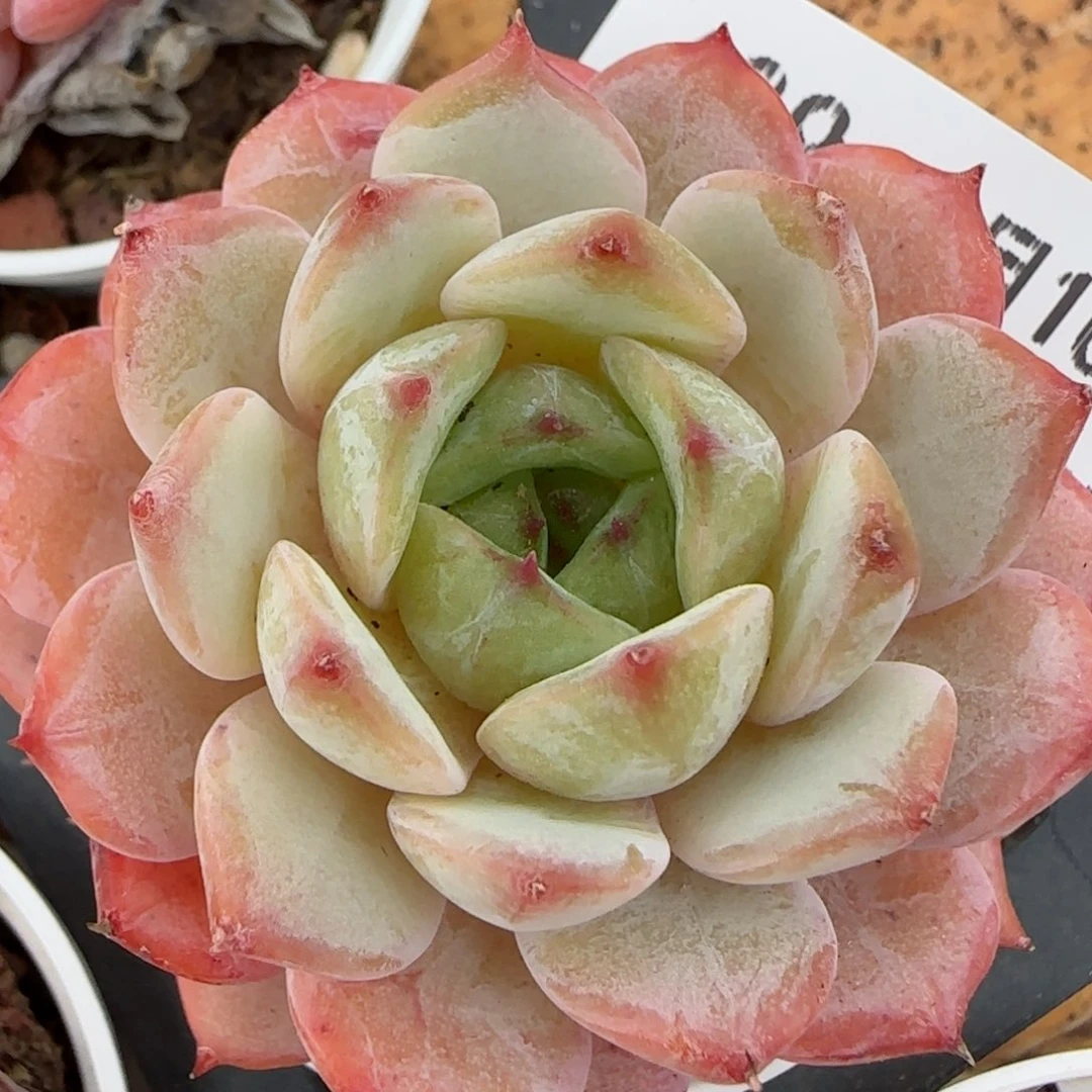 花语逸境0210-429