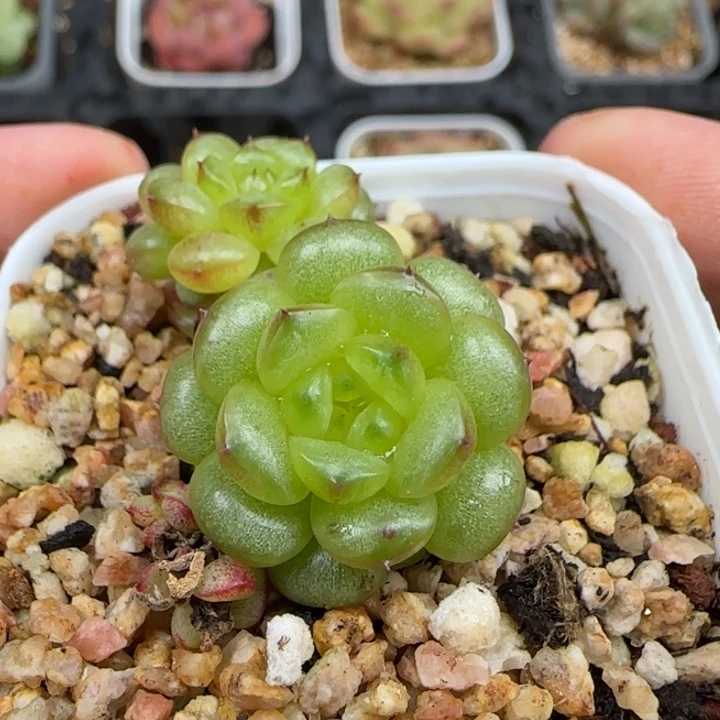 一物一拍小脸灯泡