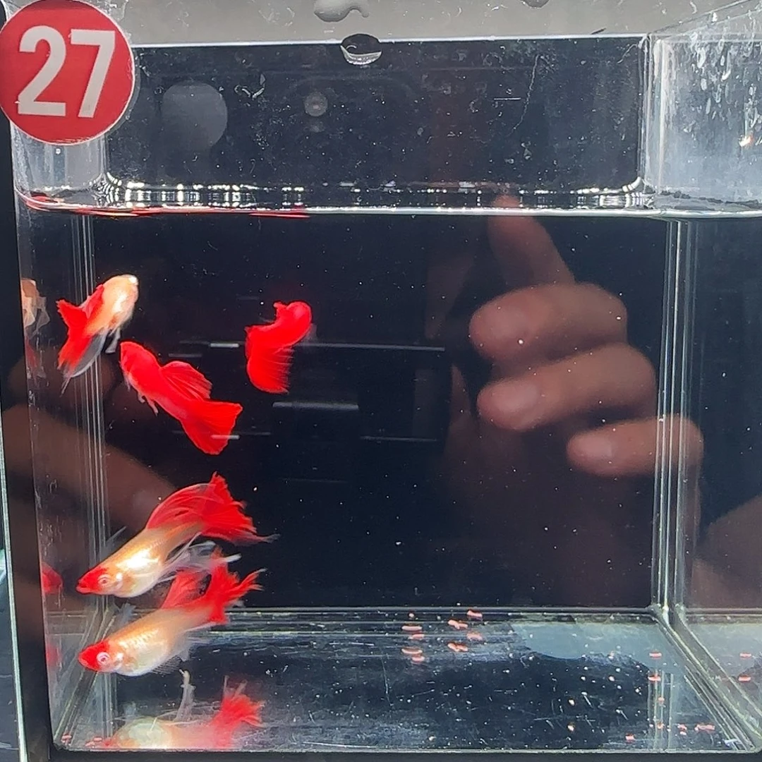 孔雀鱼血红红头绣球2公3母