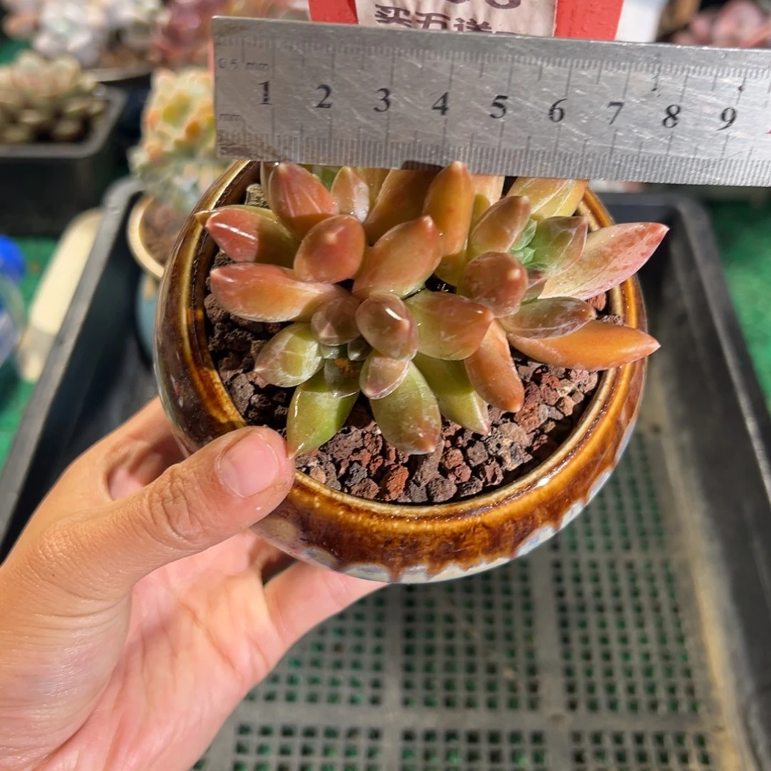 表妹精品多肉植物456.