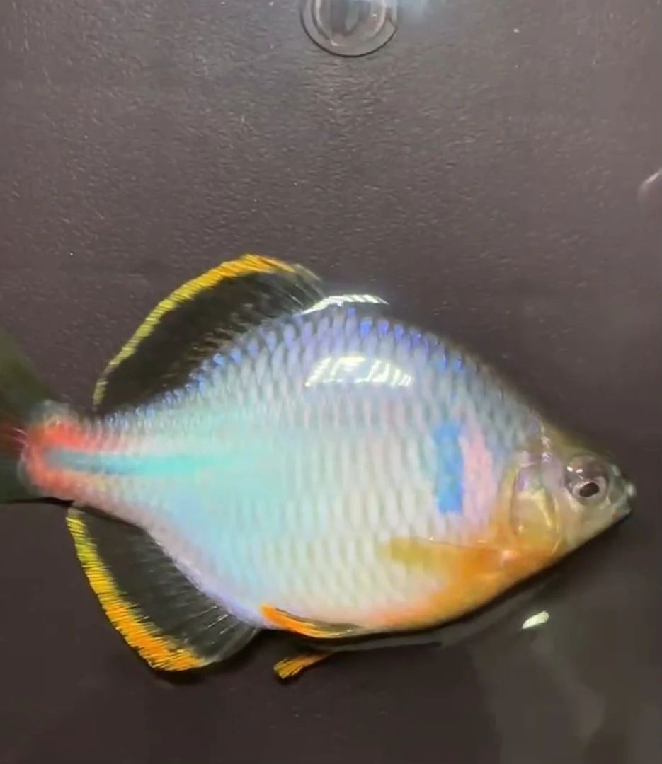 金边鳑鲏小型淡水观赏鱼湖南鳑鲏鱼独有