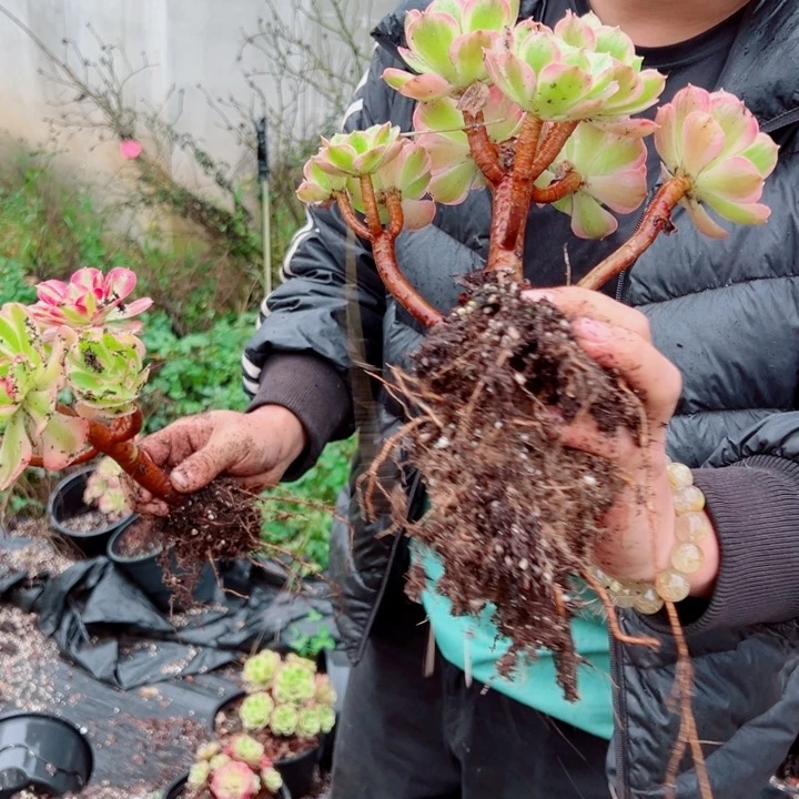 小颗七彩石控养多肉法师