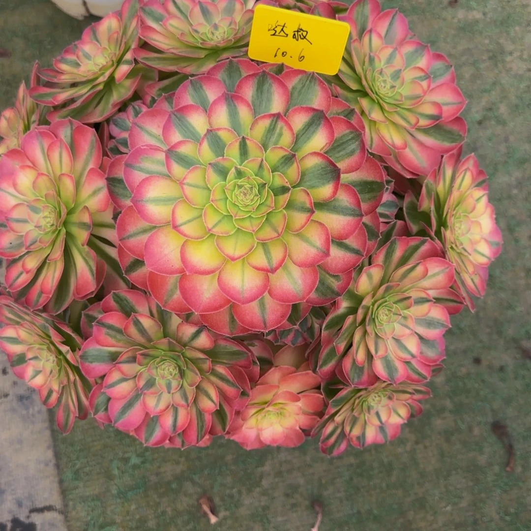 轮回法师锦888888888