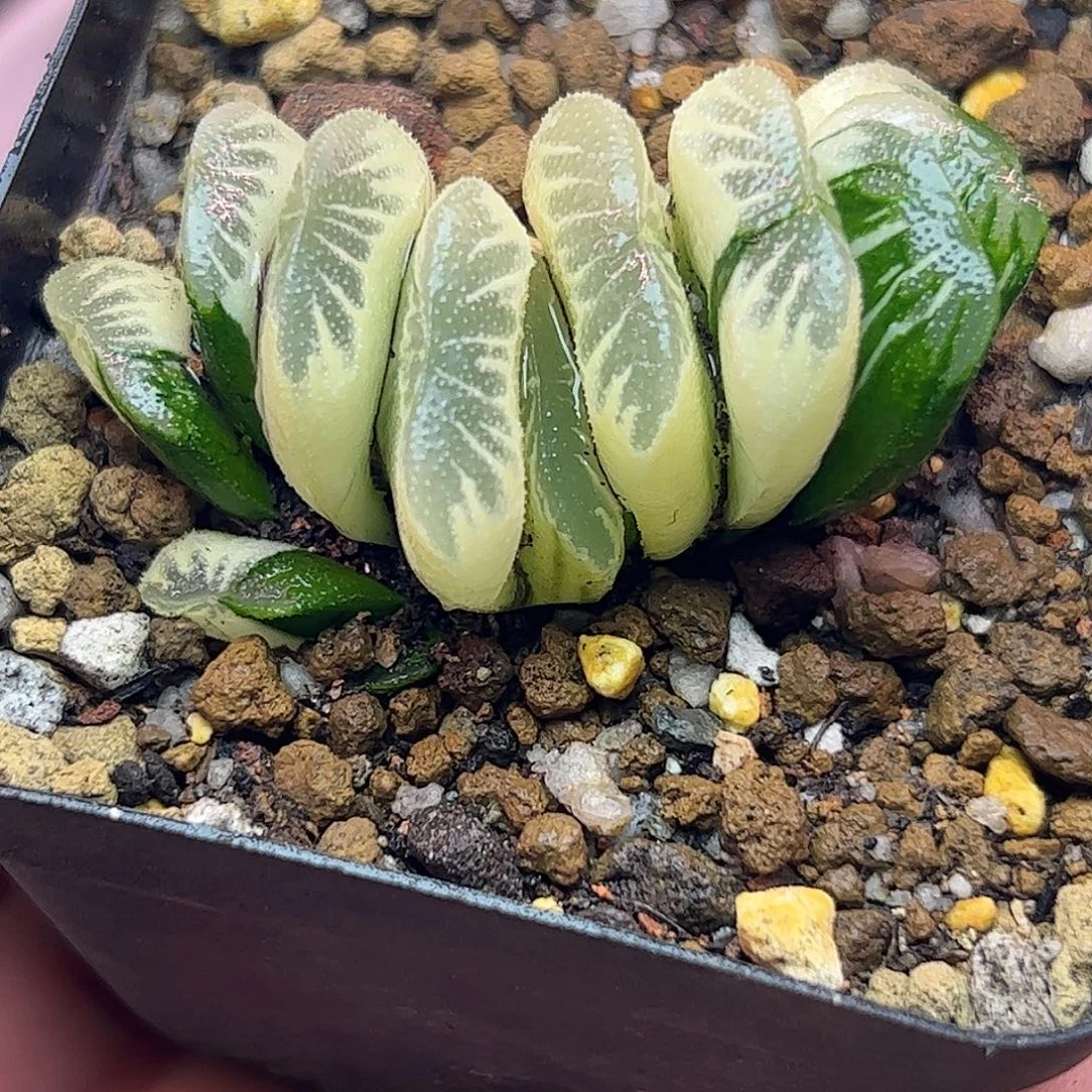 糊斑草玉扇十二卷多肉