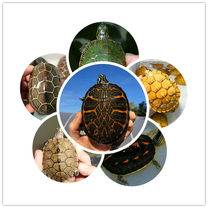 【乌龟活体直播选龟】下单链接一物一拍送龟粮