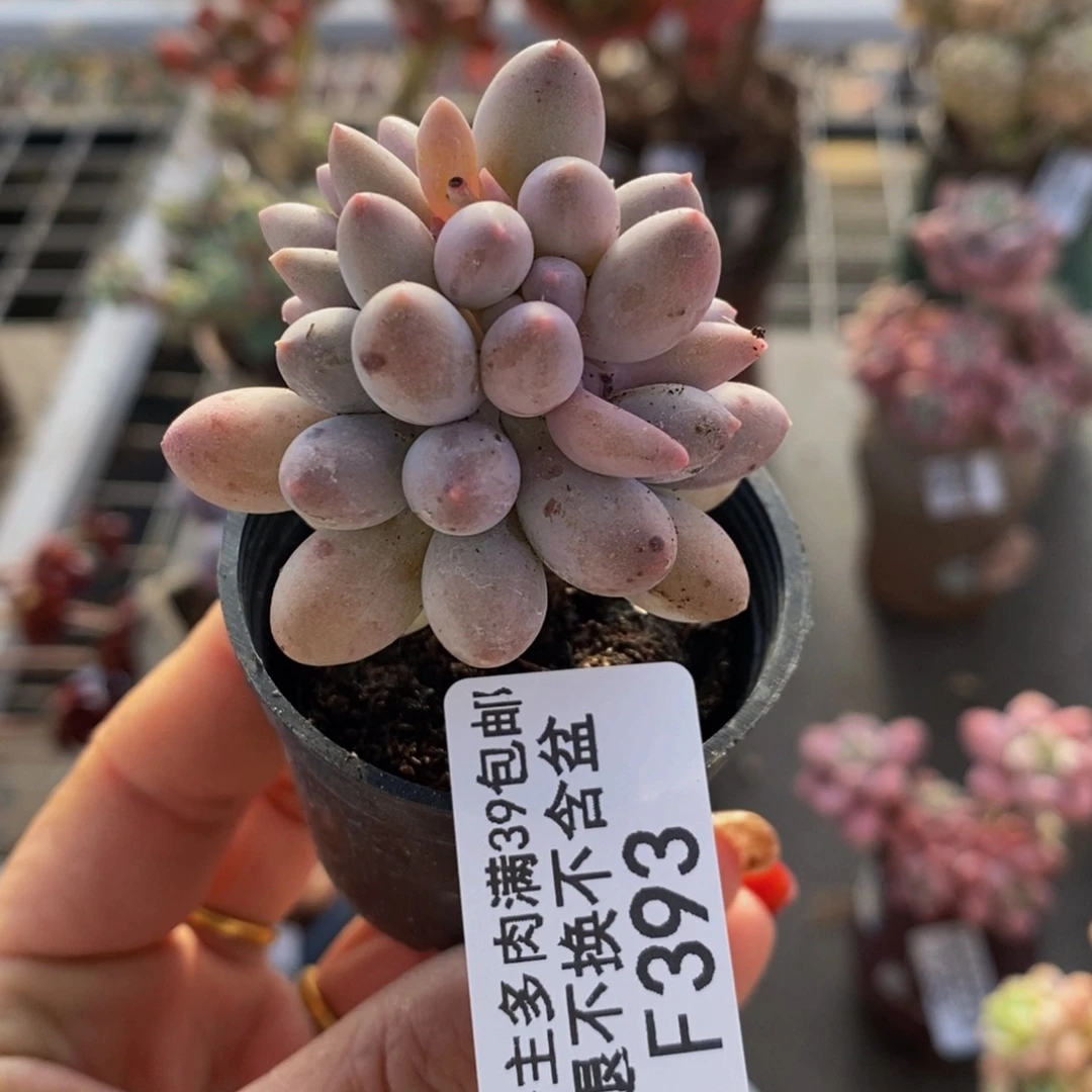 婴儿手指393/3c m