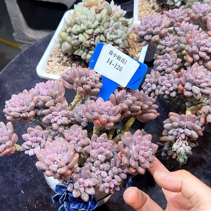 14.126星戴露一个脱土