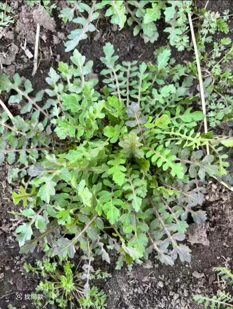 东北野生荠荠菜1斤包邮【海南三亚不发货】