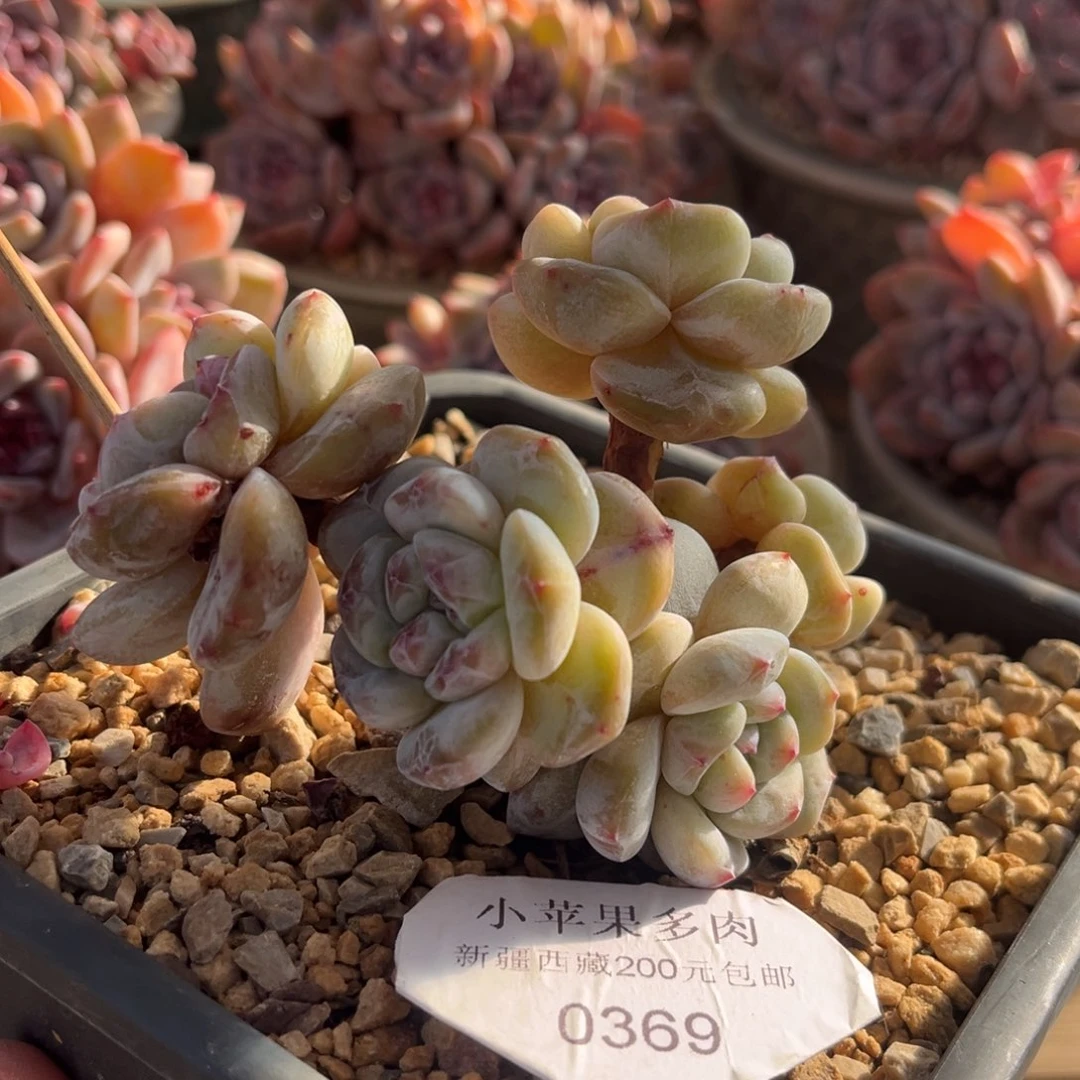 黄底紫心369/11cm5头有砍