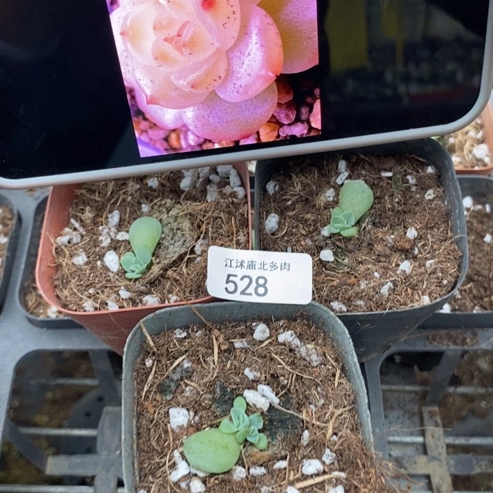 标528若沁一个量拍