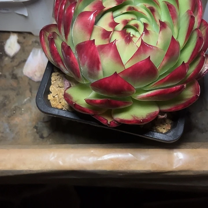 惊鸿仙子多肉植物8855