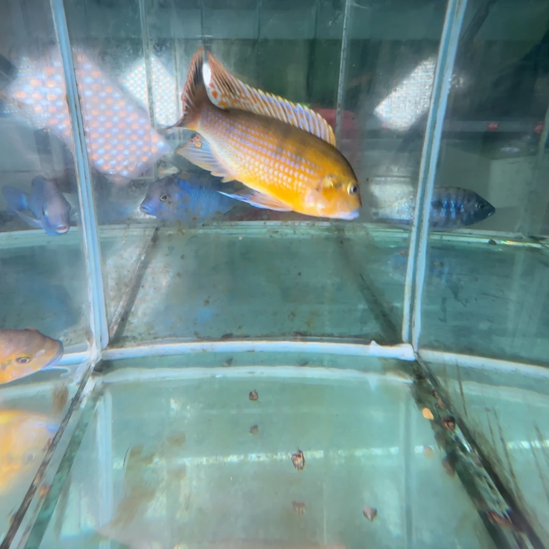 海水鱼459-10-11蓝唇公分