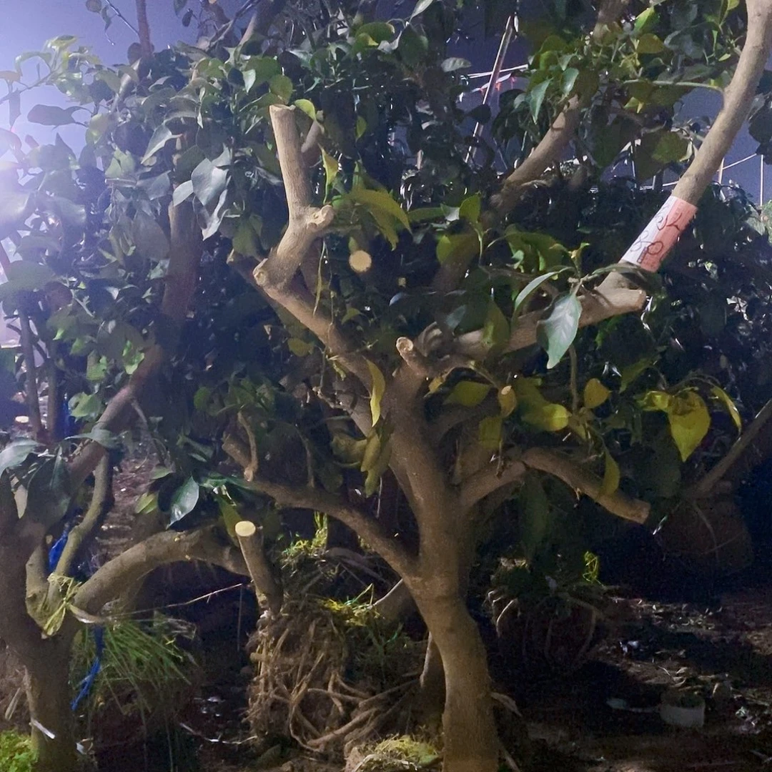 无花朵耙耙柑10颗一起发货