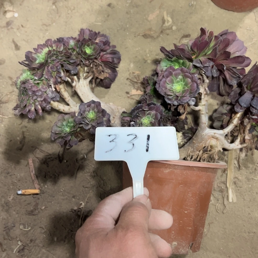 多肉植物铜壶缀花331