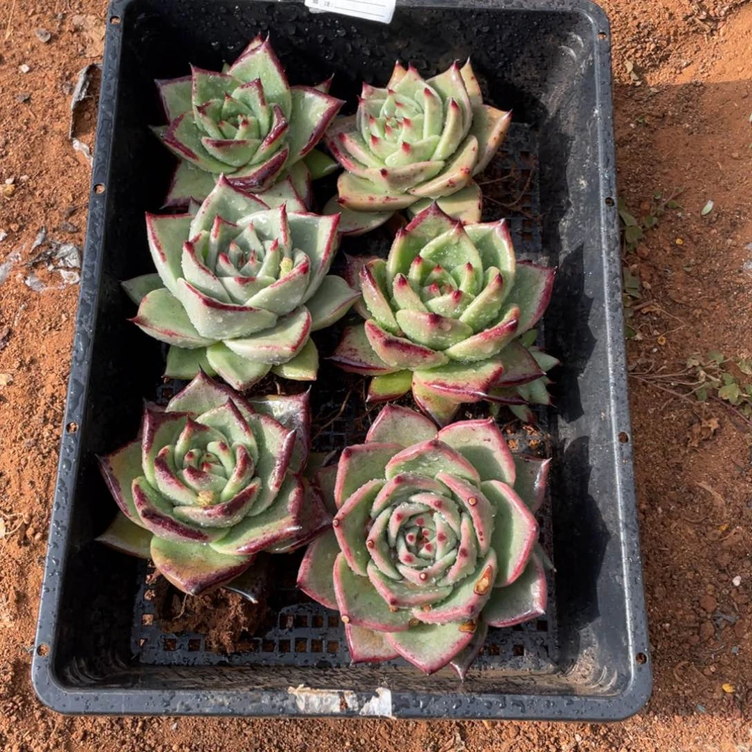 无花朵若如东云单拍B472