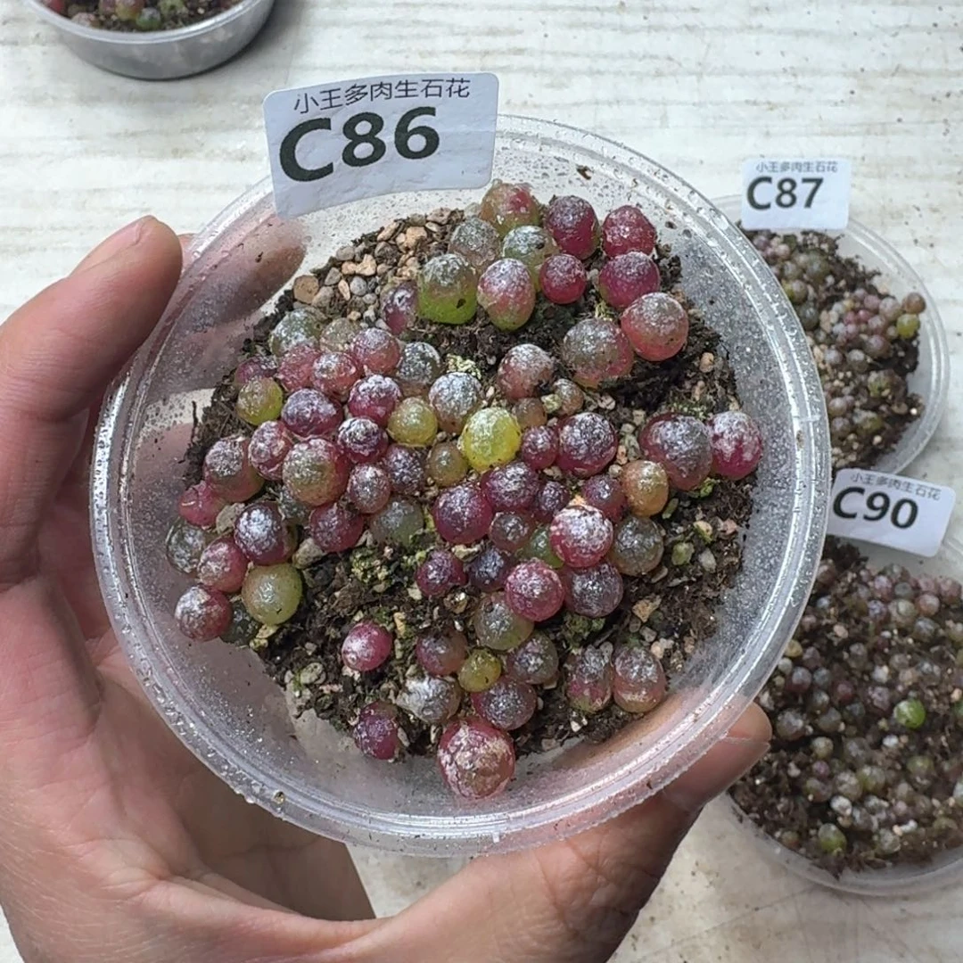 C86小灯泡一盒多肉植物