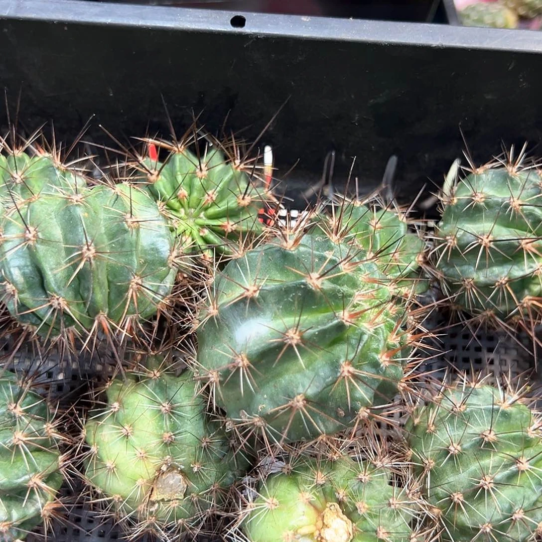 紫粉黑喉丽花属仙人球侧芽