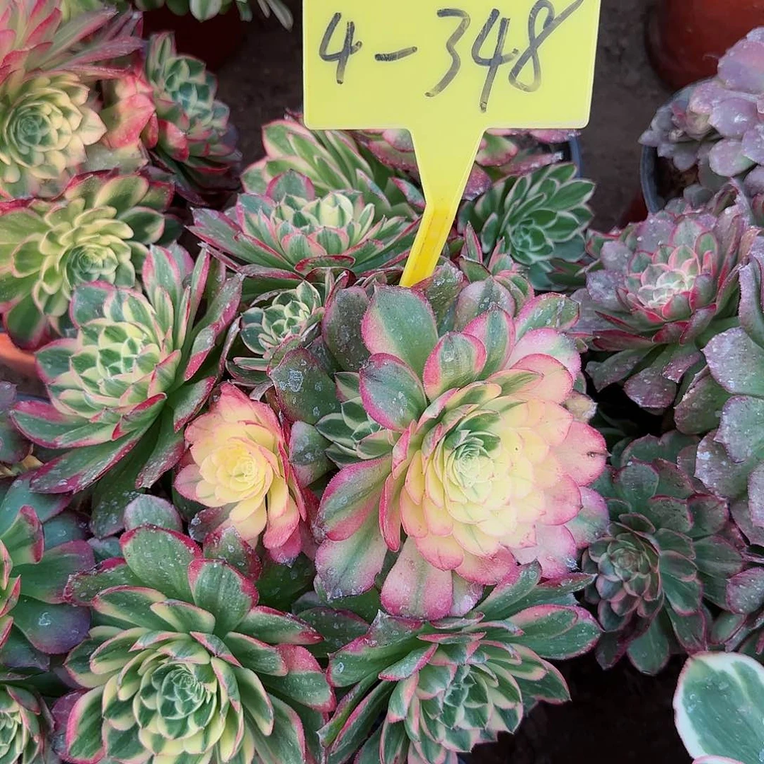 4-348+--海王多肉植物