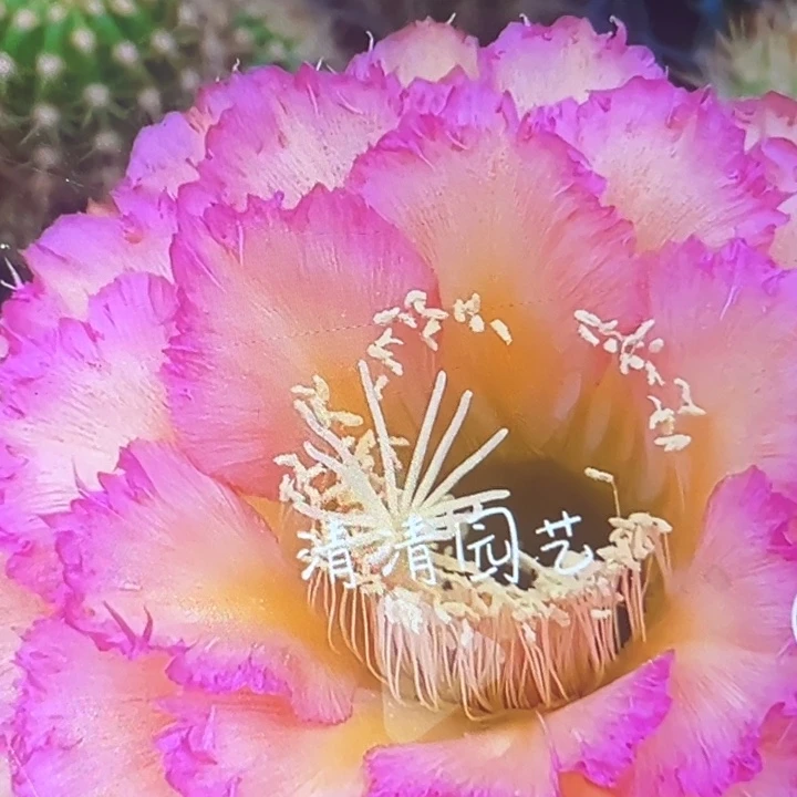 清清温淳根瑕疵有黑点