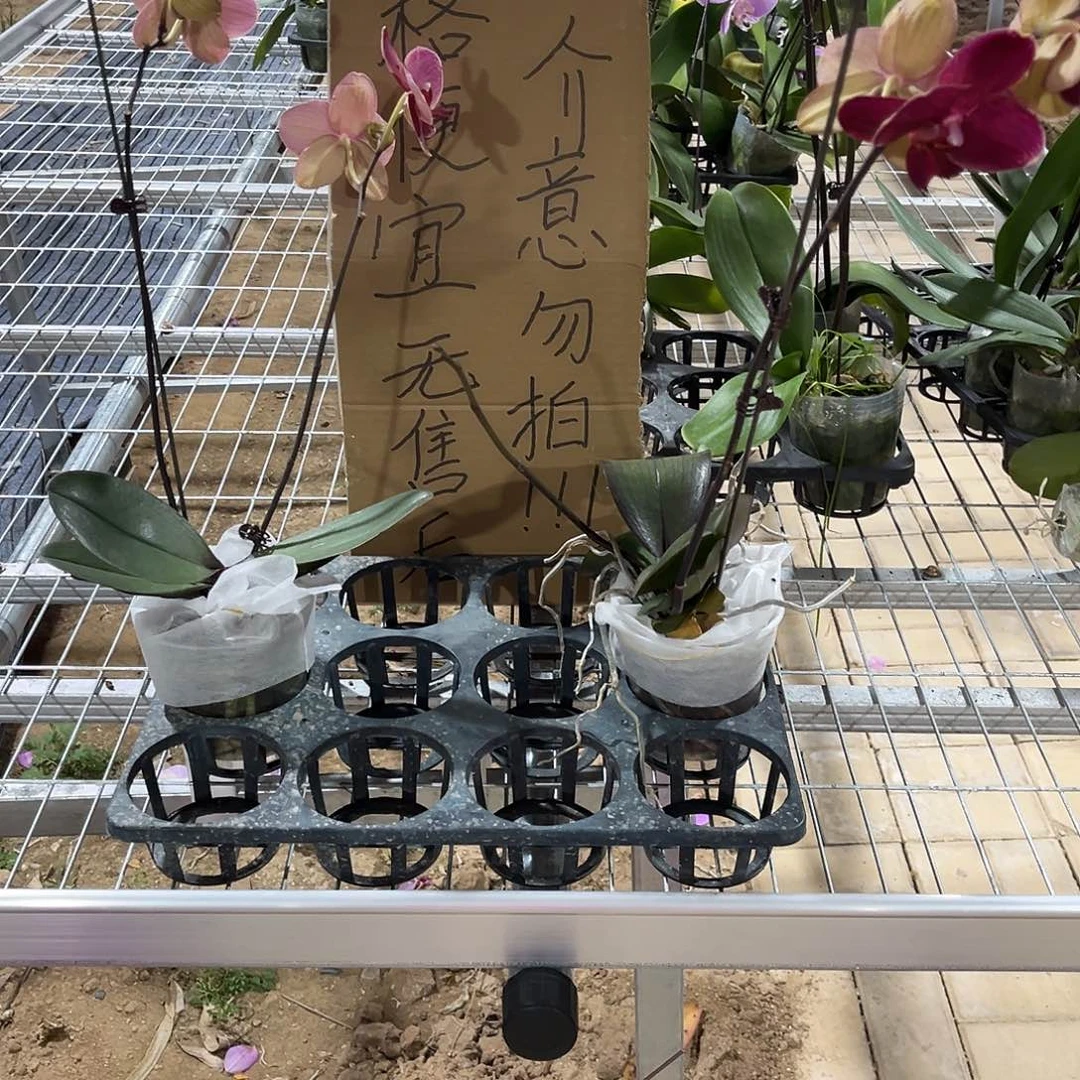 沫***霓完全开放蝴蝶兰2个 不售后