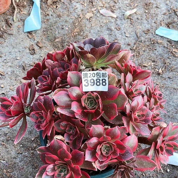 3988 一颗女妖法师