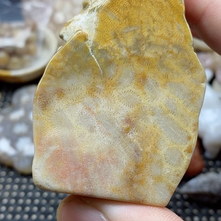 硅化珊瑚（珊瑚玉）颈饰未镶嵌