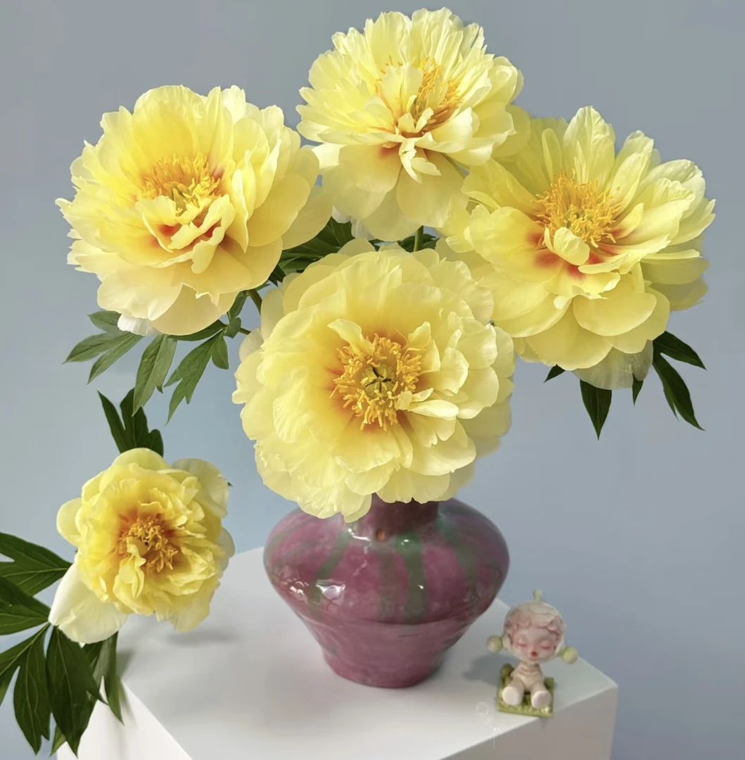 【品牌基地】芭次拉芍药花束黄色品牌基地芍药顺丰快递