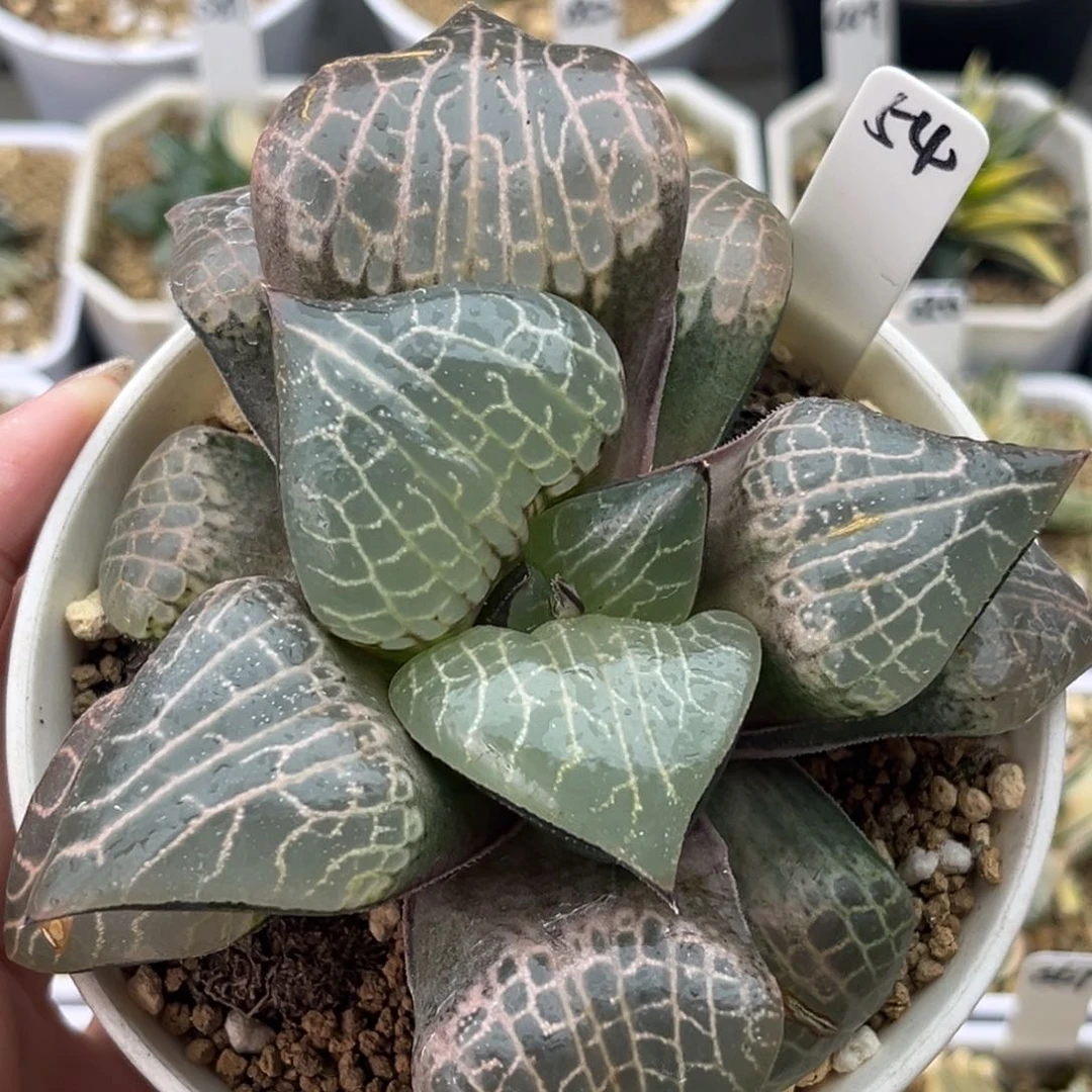 54粉玻璃康平十二卷多肉