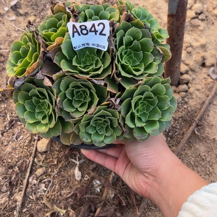 绿杨蓉多肉植物842.