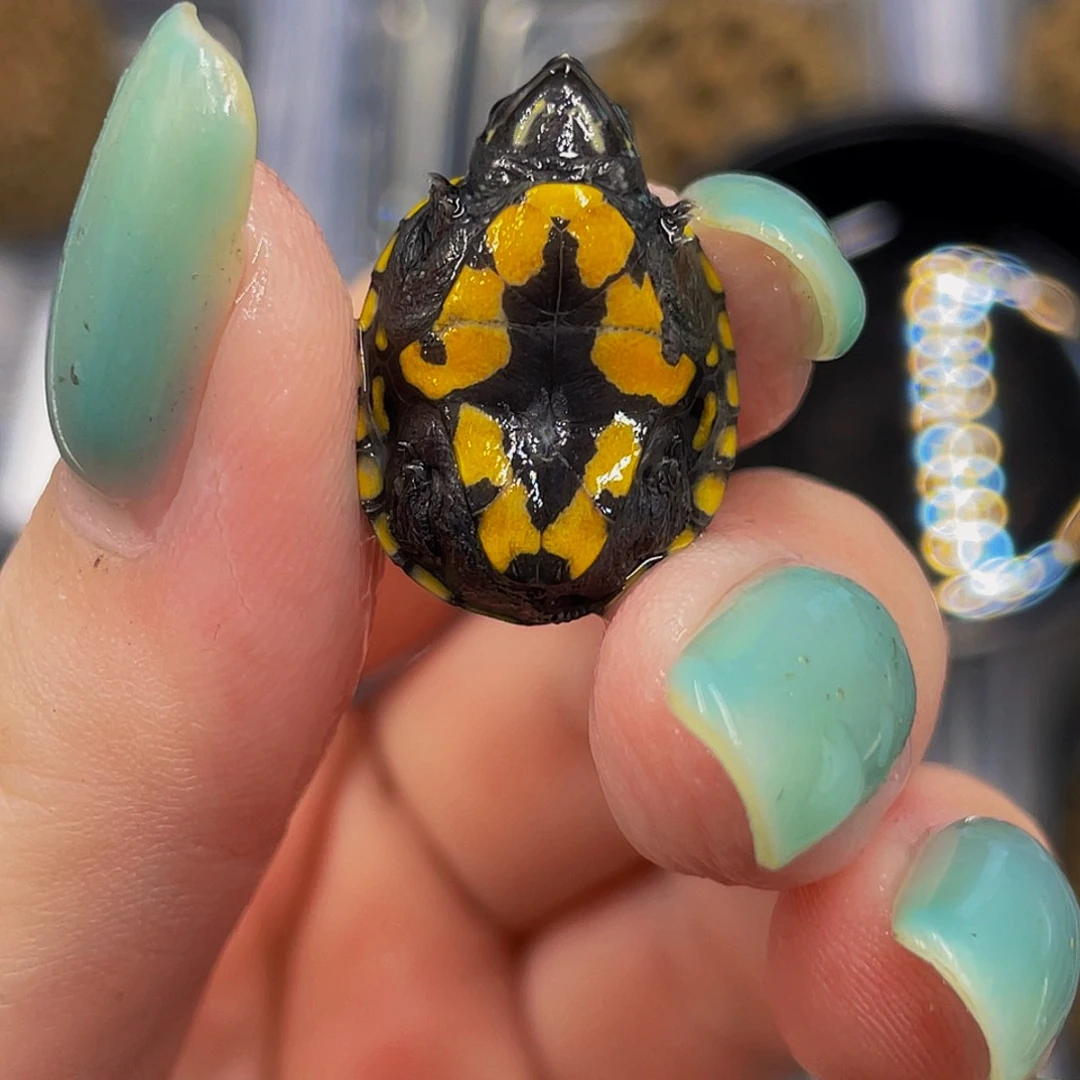 蛋龟不分公母不分公母5566667