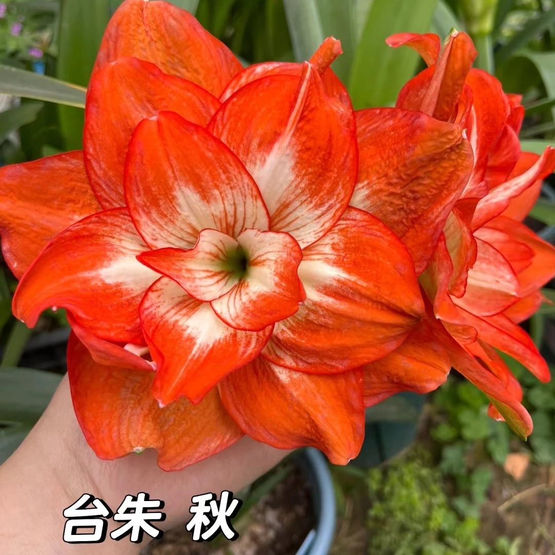 台朱【秋】包对版自然球多年生基地直发送肥料