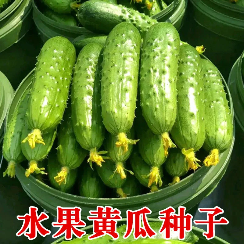 【水果黄瓜】种子高产南北方生吃旱黄瓜春秋季菜园阳台四季蔬菜种籽